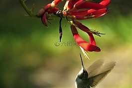 花,紅色,黃色