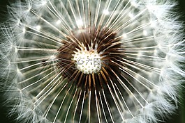 蒲公英,花,關(guān)閉