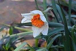 水仙,喇叭花,花