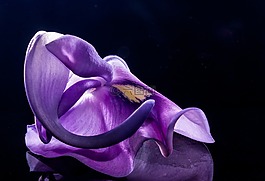 開花,花,野花