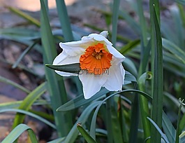 水仙,喇叭花,花