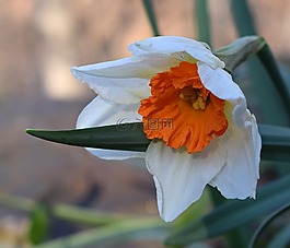 水仙,喇叭花,花