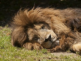 獅子,睡眠,動(dòng)物園