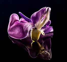 開花,花,野花
