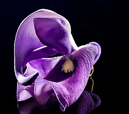 開(kāi)花,花,野花