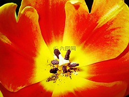 郁金香,花,開花