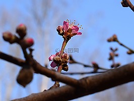 桃花花蕾開(kāi)放,桃樹(shù),芽