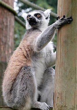 動(dòng)物園,動(dòng)物,顏色