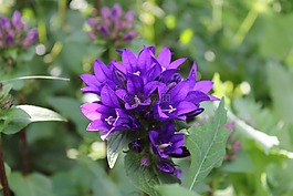 宏,紫,花
