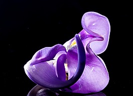 開(kāi)花,花,野花