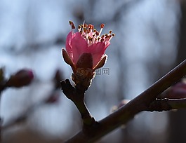 桃花芽開放,桃樹,芽