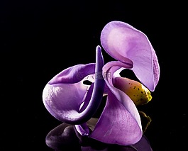 開(kāi)花,花,野花