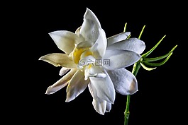 野花,開花,白