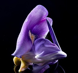 開(kāi)花,花,野花