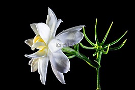 野花,開花,白