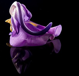 開(kāi)花,花,野花