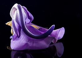 開(kāi)花,花,野花