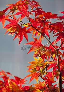 秋天的樹葉,秋季,紅色