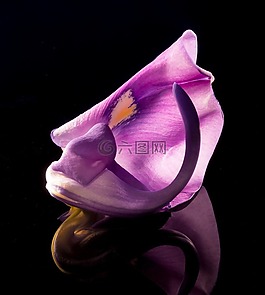 開(kāi)花,花,野花