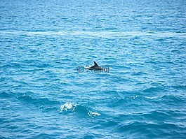 海,海豚,藍色