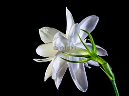 野花,開花,白