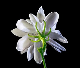 野花,開花,白