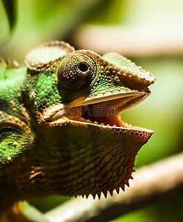 動物,變色龍,爬行動物