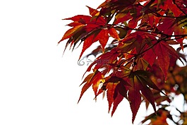秋天的樹葉,秋季,紅色