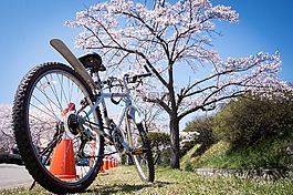 櫻花,自行車,春