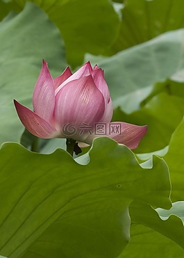 莲花绽放,关闭了,自然