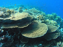 海,海洋,水
