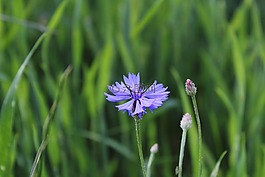 草甸,性質(zhì),藍(lán)花