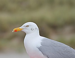 海鷗,關(guān)閉,頭