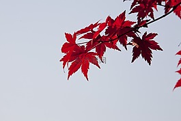 秋天的樹葉,秋季,紅色