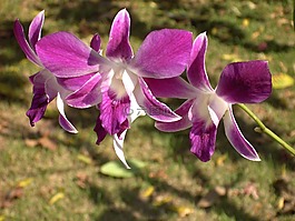 蘭花,開(kāi)花,花