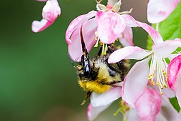 蜜蜂,喂養(yǎng),花蜜