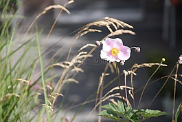 鮮花,草,盛開(kāi)