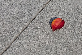 秋天的树叶,秋季,红色