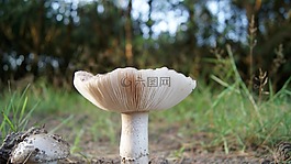 蘑菇,林,戶外