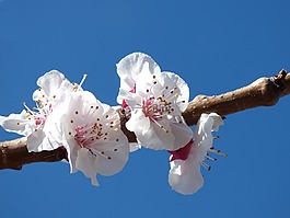 华丽的分支,鲜花,杏
