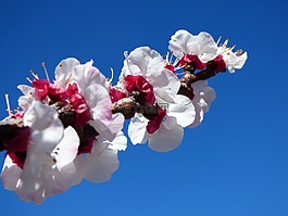 华丽的分支,鲜花,杏