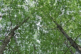 樹林,綠色植物,樹葉