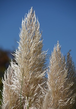 草,秋季,halme