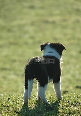 小狗,邊境牧羊犬,狗