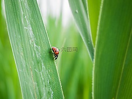 瓢蟲,葉草,綠色