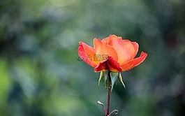 花,玫瑰,自然