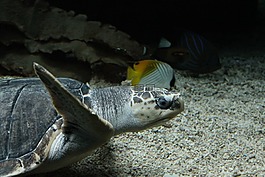 龜,動物園,水下