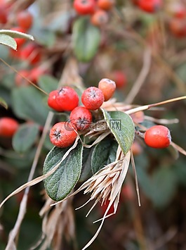 紅色,漿果,植物