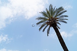 棕櫚,樹,天空