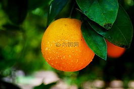 橙色,水果,食品